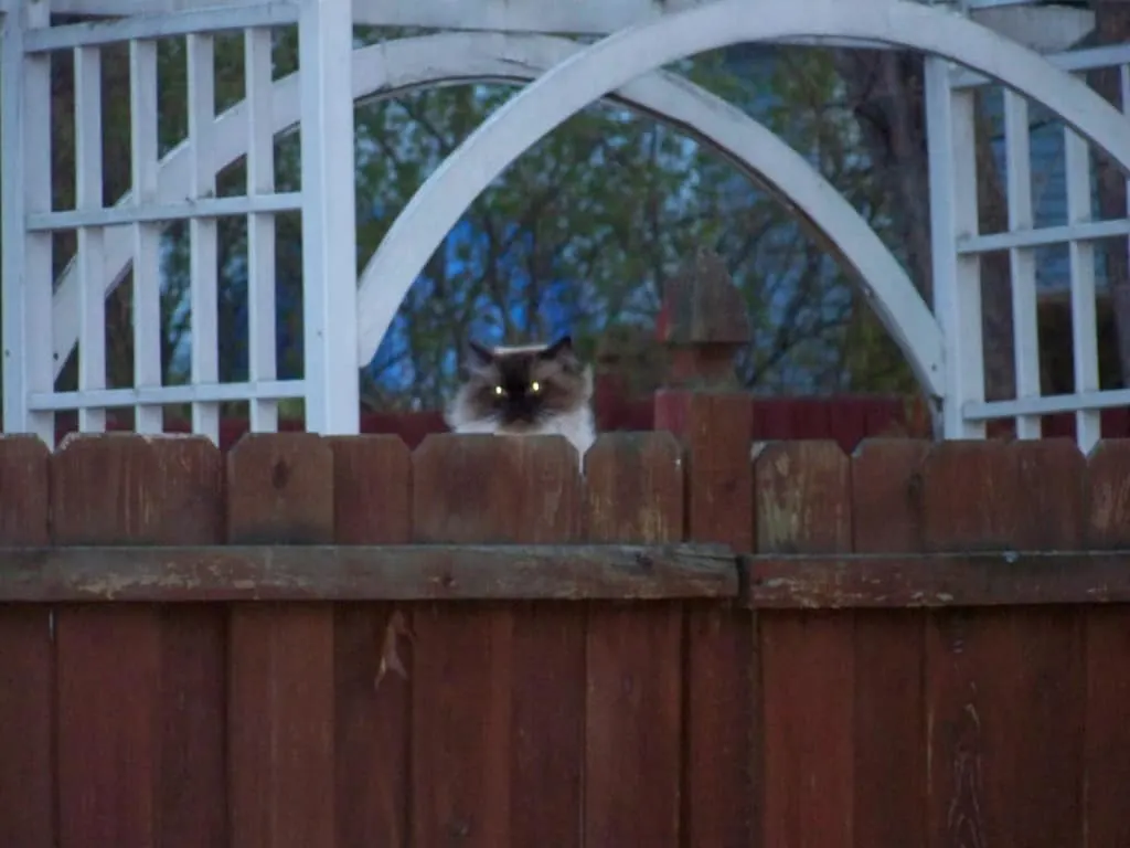 the neighbor's cat