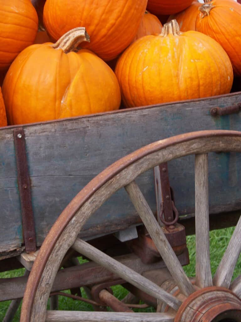 Apples, Pumpkins, and Pies Oh My!