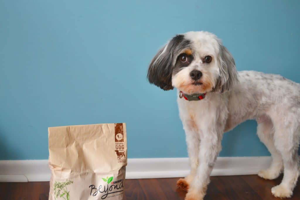 DIY Fleece Dog Toy Tutorial Mary Martha Mama