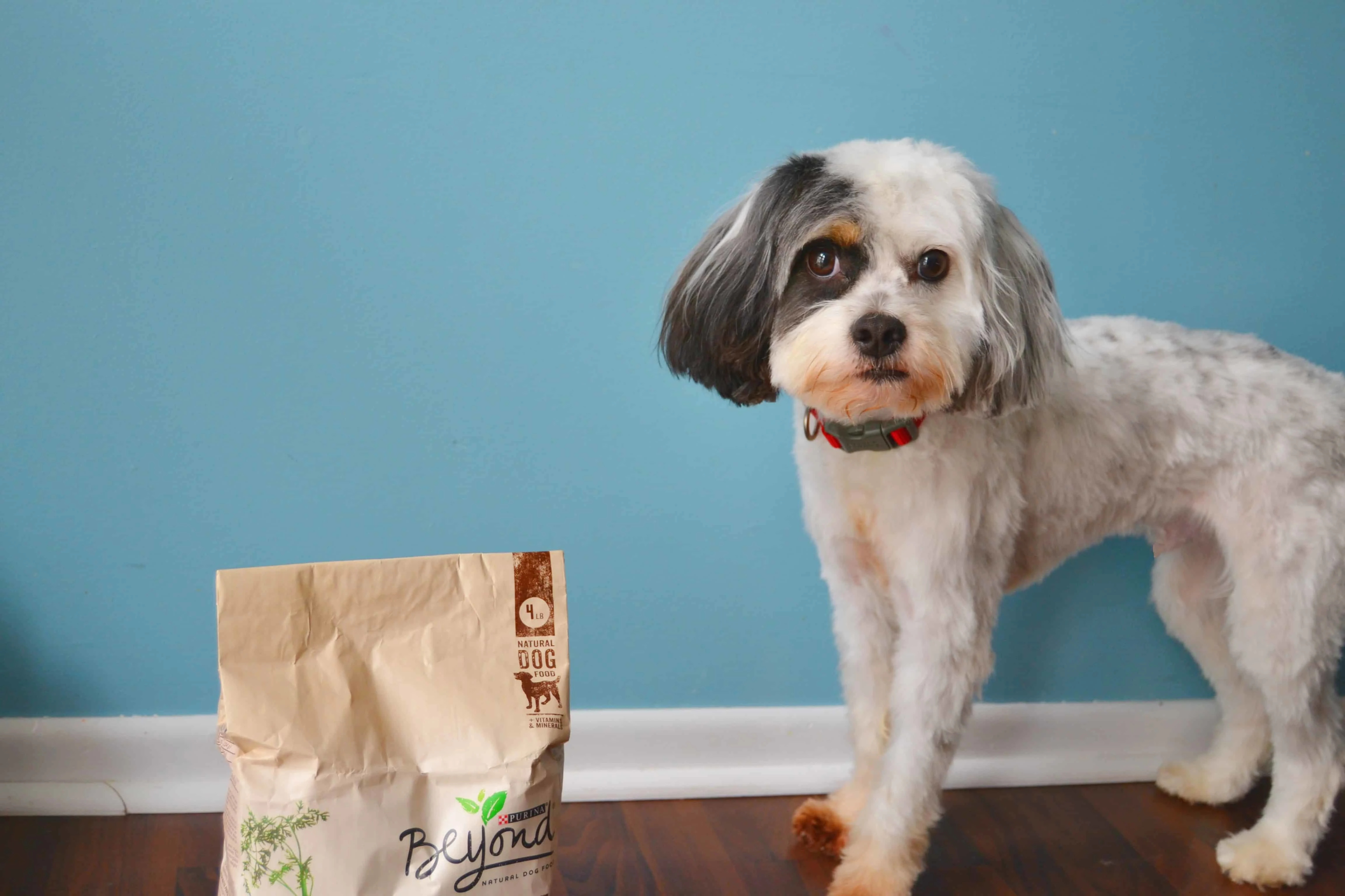 dog with dog food bag