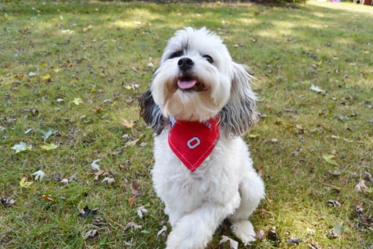 DIY Dog Bandana