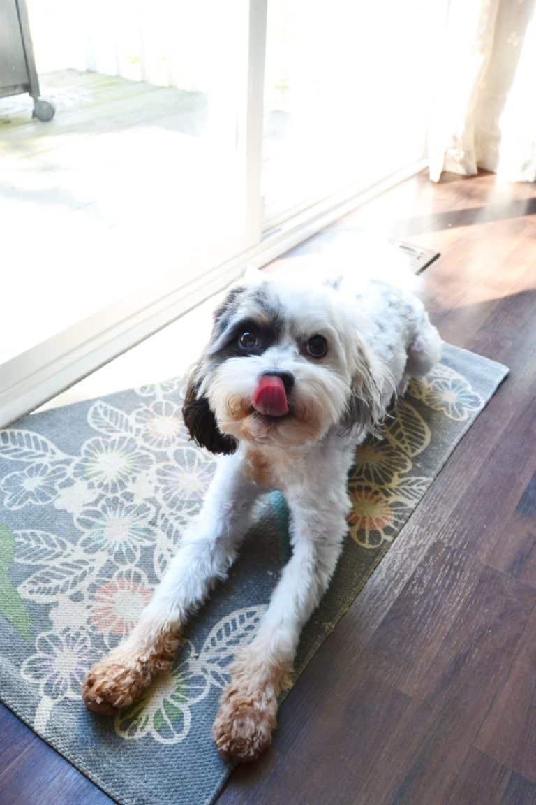 How to Deal with Muddy Paws Mary Martha Mama