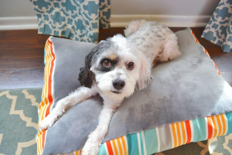 How to Sew a Dog Bed Mary Martha Mama
