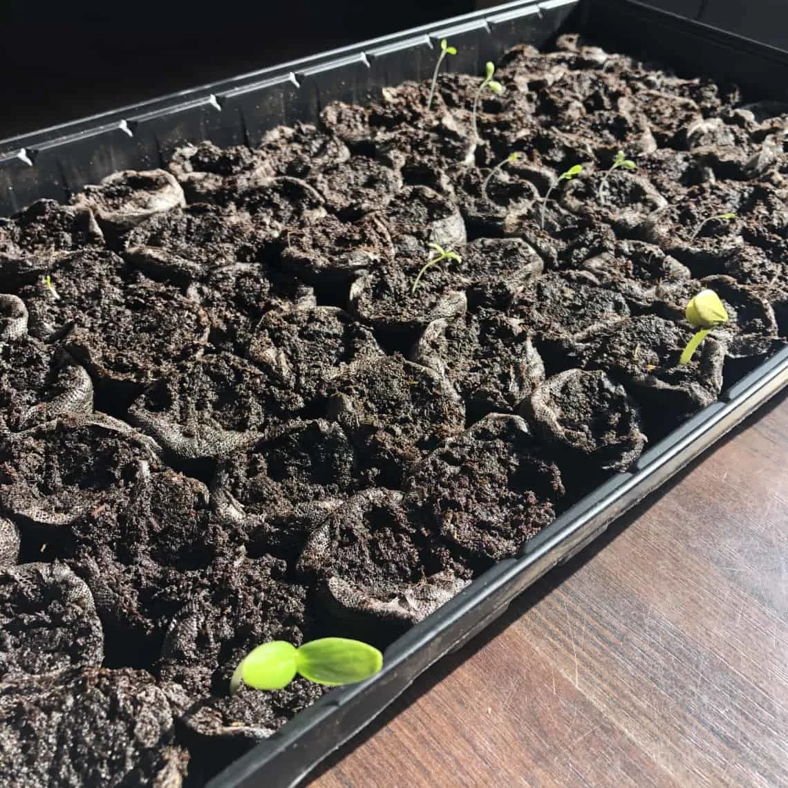 seedlings