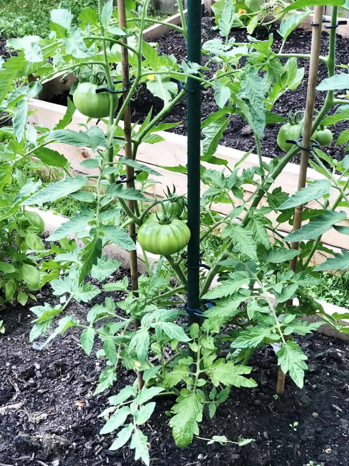 tomatoes