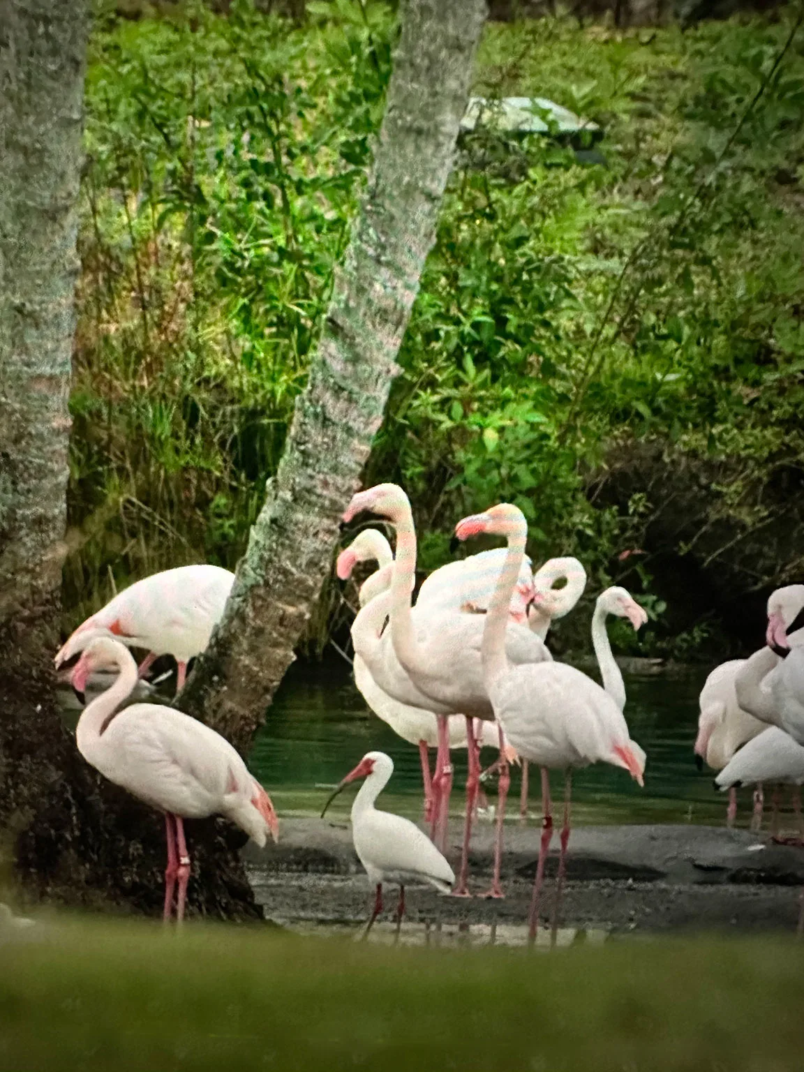 animals that start with F Flamingo