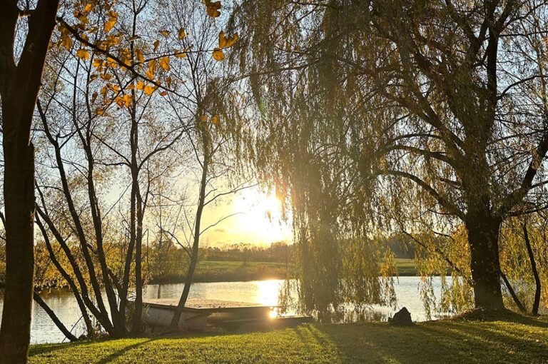 pond with willow