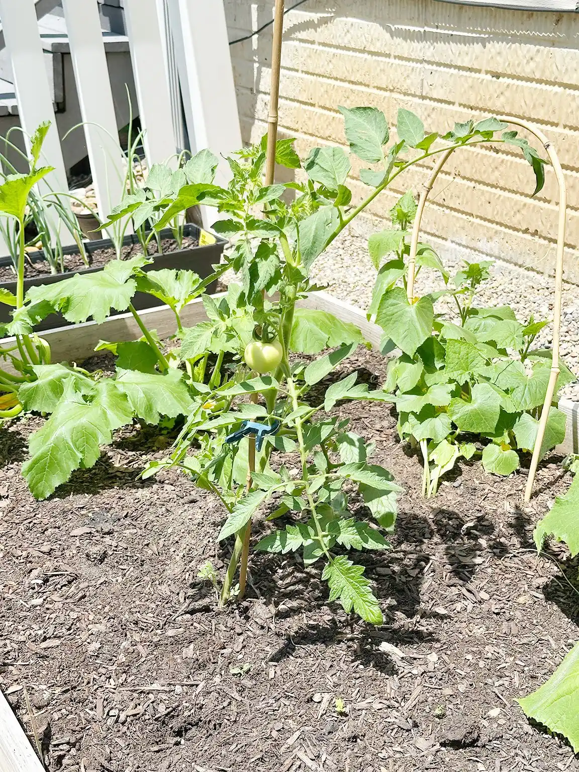 garden with green tomato