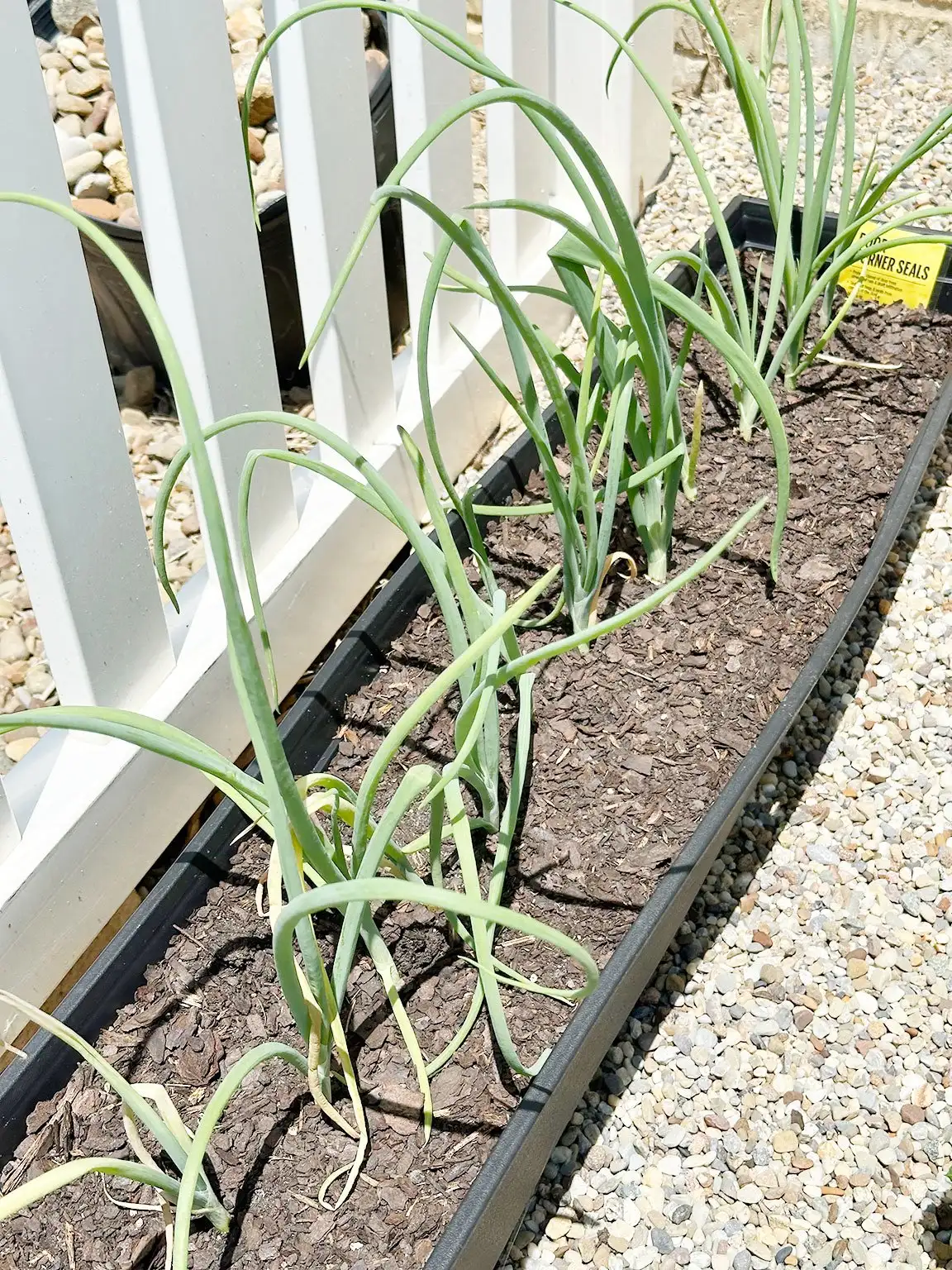 onions growing in a container